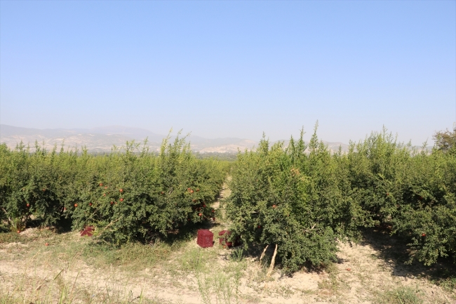 Denizli'nin "Hicaz narı" yurt dışından yoğun talep görüyor